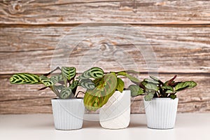 Three small tropical Maranta houseplants with exotic patterns in pots on white table