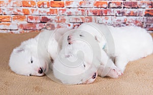 Three small two weeks age old cute white Samoyed puppies dogs