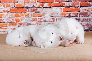 Three small two weeks age old cute white Samoyed puppies dogs