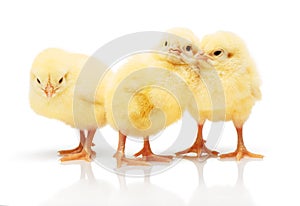 Three small yellow chickens isolated on white background