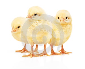 Three small yellow chickens isolated on white background