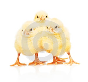 Three small yellow chickens standing isolated on white