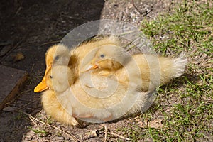 Three small yellow ducks