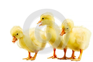 Three small yellow goose on white isolated background