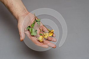 Three small yellow roses in a man`s hand