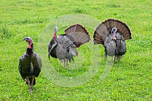 Three Smoky Mountain Turkeys