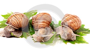 Three snail crawling on the grape leaves white background