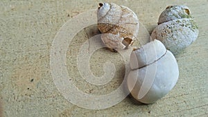 Three snail shells are proof that life once existed inside them. photo