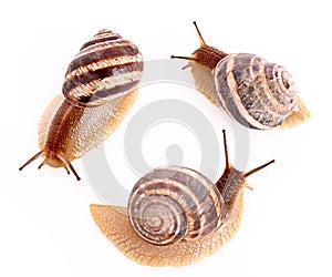 Three snails