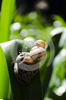 Three snails