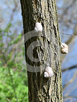 Three snails bask in the spring sun on a tree trunk