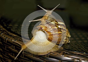 Three snails with beautiful rakoyinami on the back