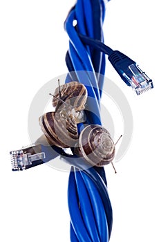 Three snails on blue cables