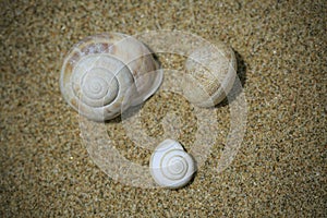 Three snails buried on the sand