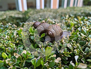 Three Snails on a Bush