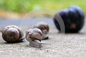 Three snails and a plum