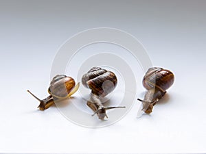 Three snails