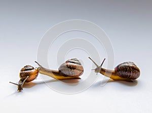 Three snails