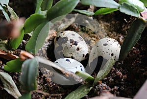 Three Snake Eggs On A Ground In Jungle Grass