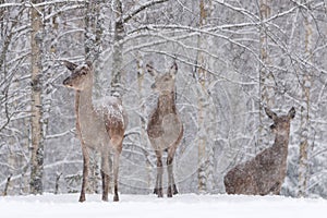 Three Snow-Covered Female Red Deer Cervidae Stand On The Outskirts Of A Snow-Covered Birch Forest. Let It Snow: Noble Deer photo