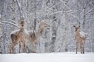 Three Snow-Covered Female Red Deer Cervidae Stand At The Outskirts Of Snow-Covered Birch Forest. Let It Snow: Noble Deer Ce