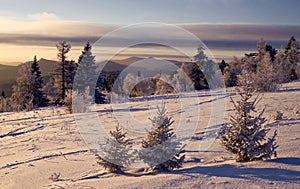 Three snow-covered firs on a mountain slope