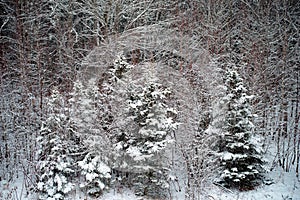 Three snow covered trees