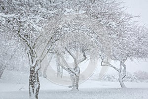 Three snow covered trees in falling snow