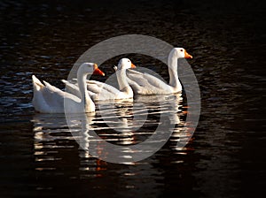 Three snow geese