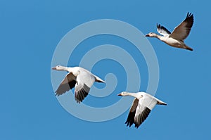 Three Snow Geese in Flight