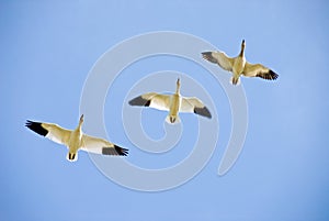 Three Snow Geese in Flight