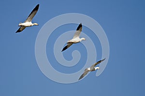 Three Snow Geese Flying in a Blue Sky