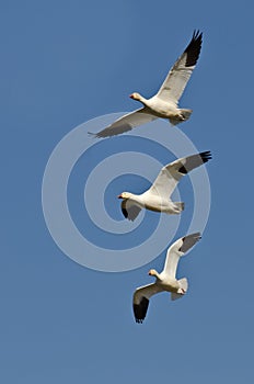 Three Snow Geese Flying in a Blue Sky