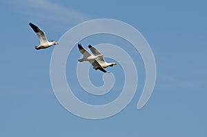 Three Snow Geese Flying in a Blue Sky