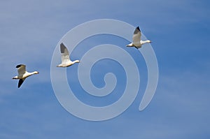 Three Snow Geese Flying in a Blue Sky