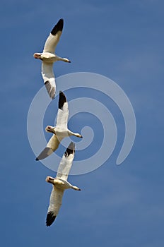 Three Snow Geese Flying in a Blue Sky