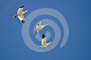 Three Snow Geese Flying in a Blue Sky