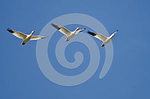 Three Snow Geese Flying in a Blue Sky