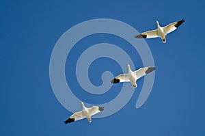 Three Snow Geese Flying in a Blue Sky