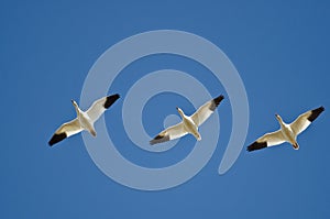 Three Snow Geese Flying in a Blue Sky
