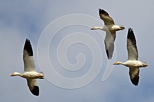 Three Snow Geese Flying in a Cloudy Sky
