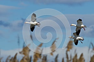 Three Snow Geese Landing in the Marsh
