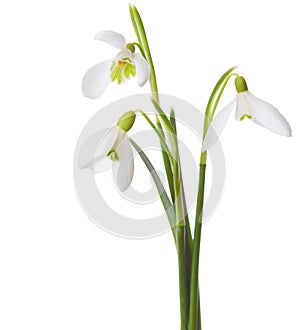 Three snowdrop flowers.