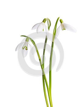 Three snowdrop flowers.