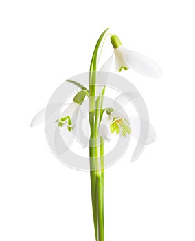 Three snowdrop flowers