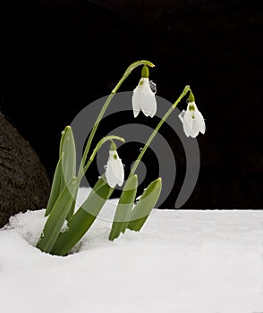 Three Snowdrop Flowers in Snow on Black Background