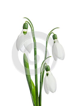 Three snowdrop flowers