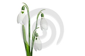 Three snowdrop flowers