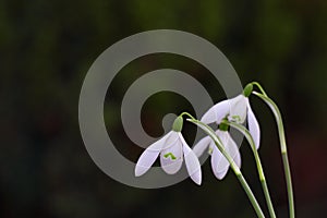 Three snowdrops on a black background