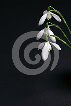 Three snowdrops on a black background